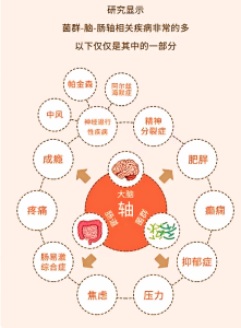为什么说肠道是人体的“第二大脑”?-网络宝藏